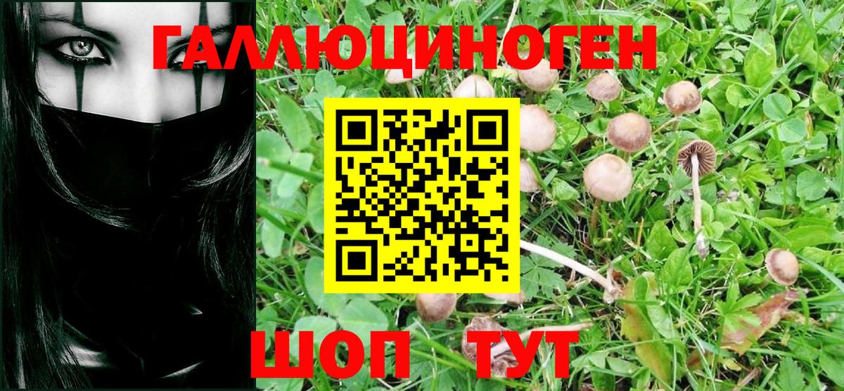 Щёлково  Псилоцибиновые грибы Psilocybine cubensis  Вход с VPN 